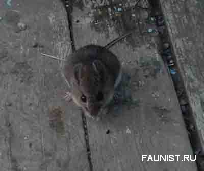 Вулкановая мышь