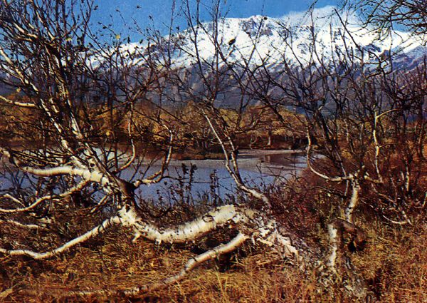 Леса стран северной Европы 