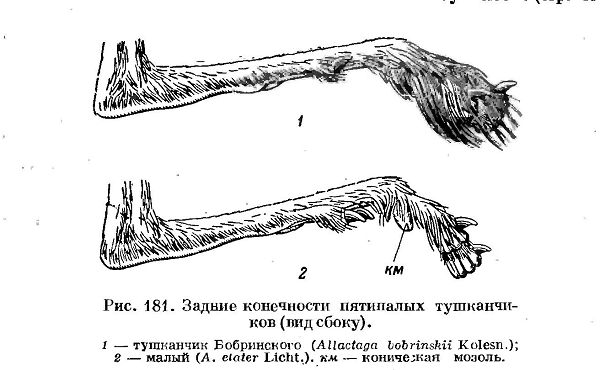 Таблица для определения видов Земляных зайцев
