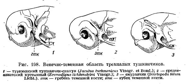 тушканчик