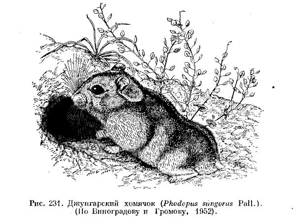 Джунгарский хомячок
