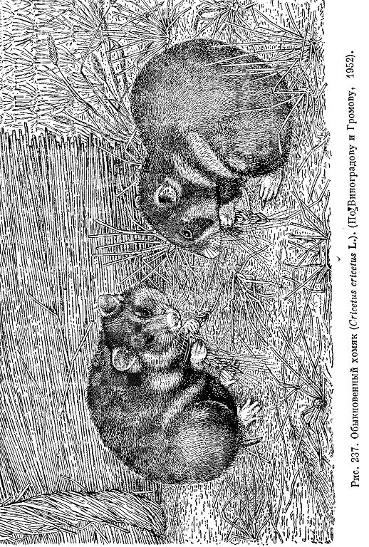 Обыкновенный хомяк