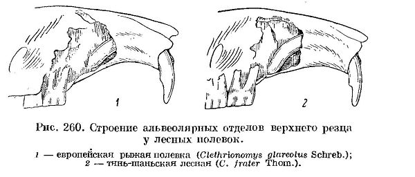 Таблица для определения видов Рыжих, или Лесных, полевок