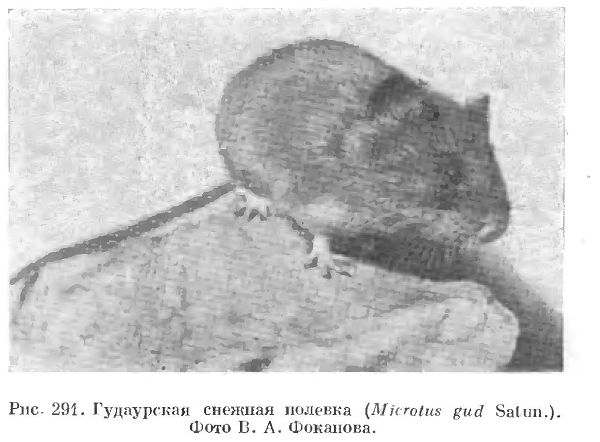 Гудаурская снежная полевка