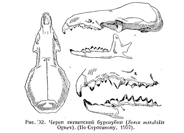 Гигантская бурозубка