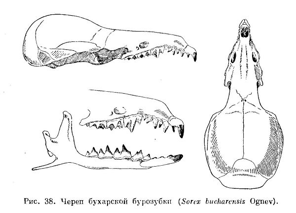 Бухарская бурозубка
