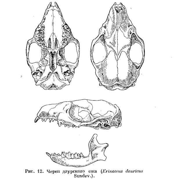 Даурский еж