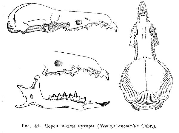 Малая кутора