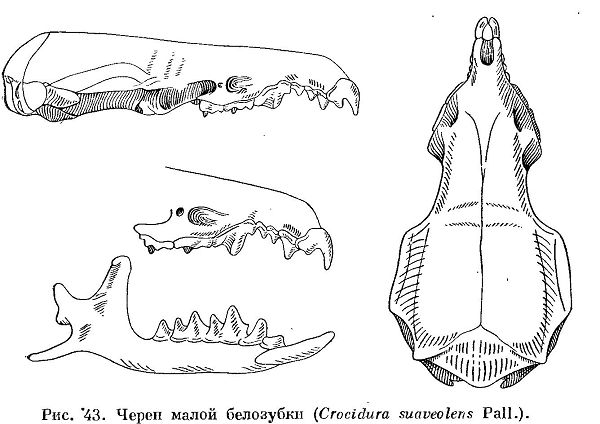 Малая белозубка