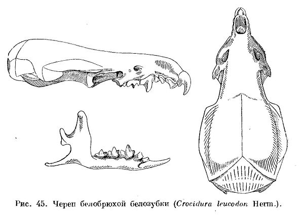 Белобрюхая белозубка