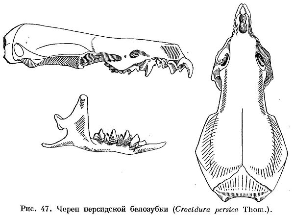 Персидская белозубка
