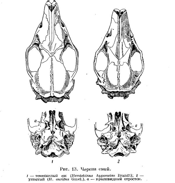 Таблица для определения видов ежей 