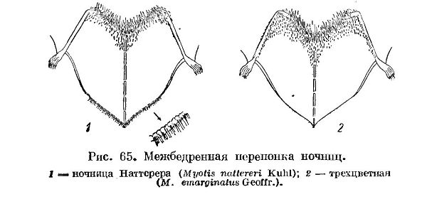 виды Ночниц