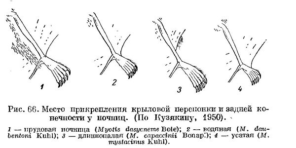 виды Ночниц