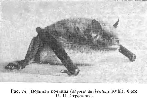 Водяная ночница