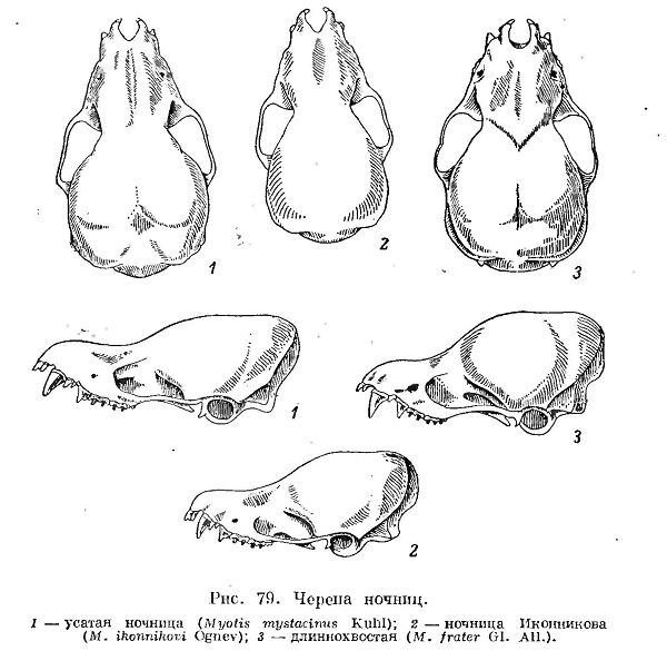 Усатая ночница