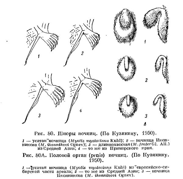 Ночница Иконникова