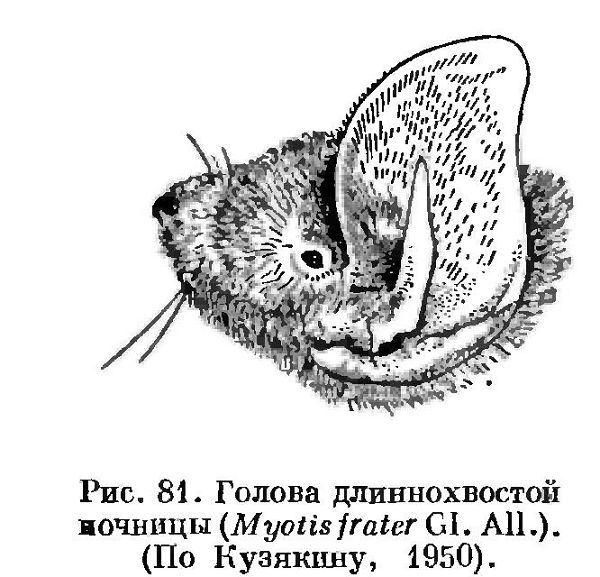 Длиннохвостая ночница