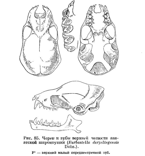 Широноушки