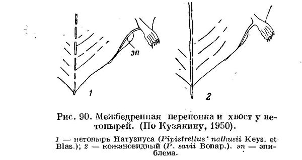 Нетопыри