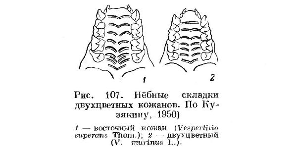 Таблица для определения видов Двухцветных кожанов