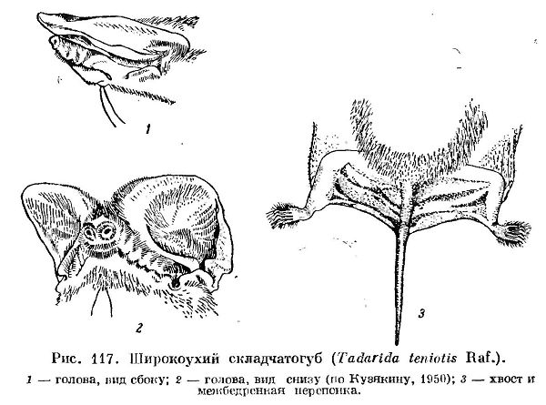 Род Складчатогубы