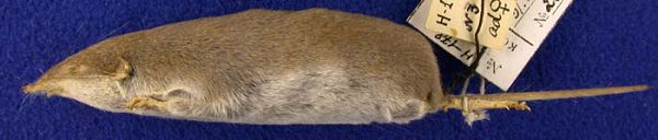 Персидская белозубка