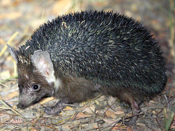 Темноиглый еж