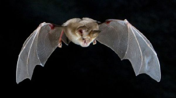 Подковонос Мегели