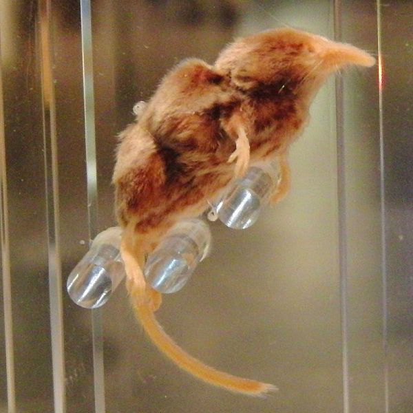 Крошечная бурозубка