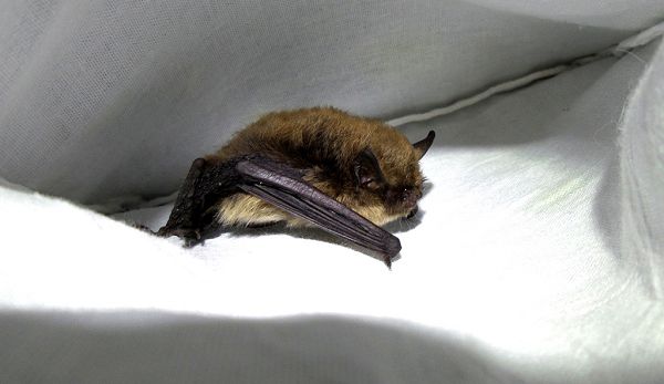 Ночница Иконникова