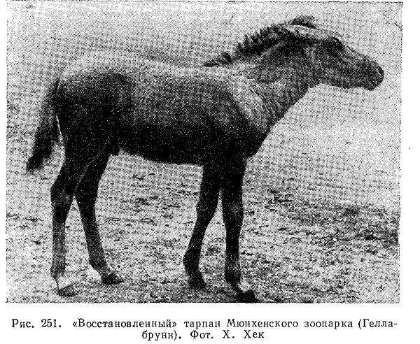 Биология тарпана
