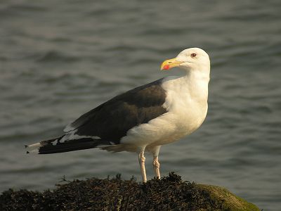 Большая морская чайка