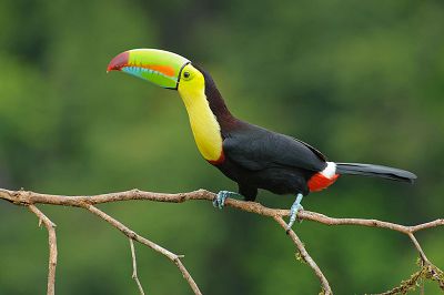 10 KASIM 2019 CUMHURİYET PAZAR BULMACASI SAYI : 1754 - Sayfa 2 Keel_billed_toucan_costa_rica