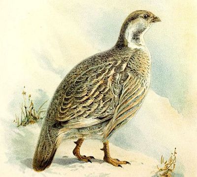 Кавказский улар