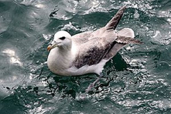 Глупыш. Птицы СССР