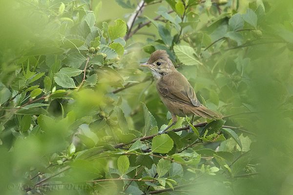 Амурская толстоклювая камышевка, или амурский чокчок