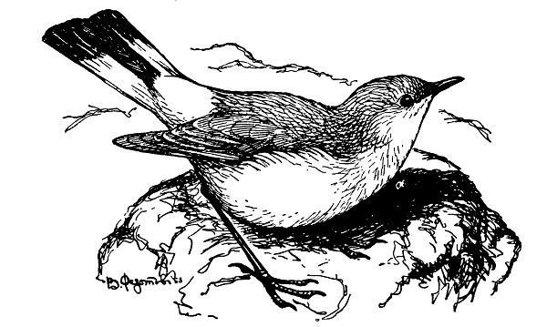 Каменка-плясунья