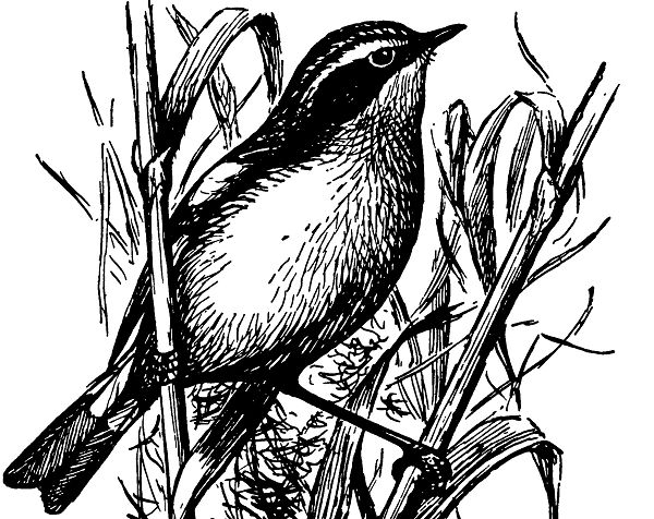 Луговой чекан