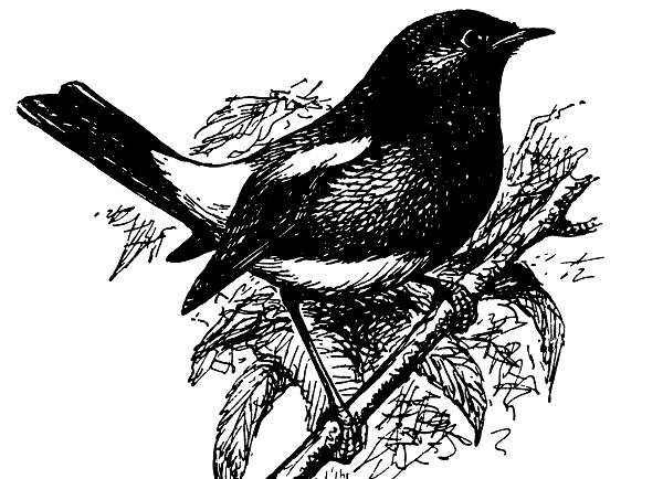 Туркестанский черный чекан