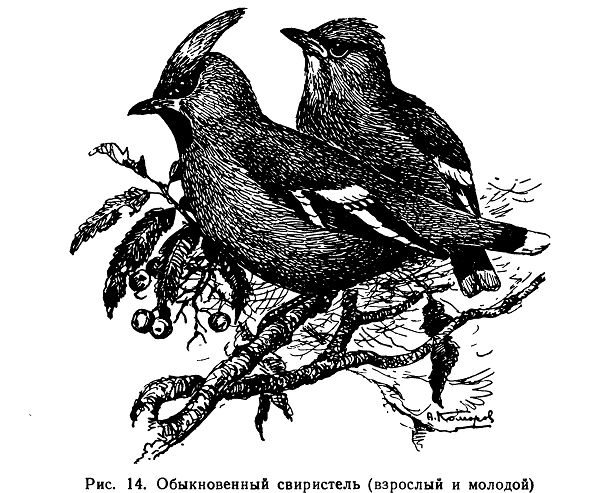Обыкновенный свиристель