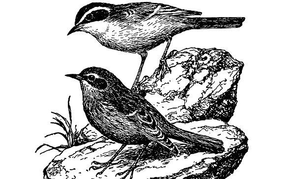 Бледная завирушка