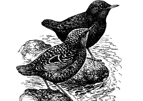 Бурая оляпка (взрослая и молодая птицы)