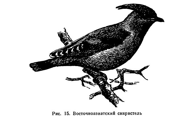 Восточноазиатский свиристель