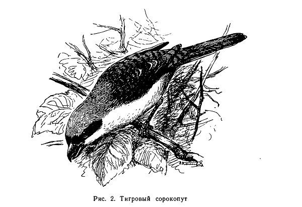 Тигровый сорокопут