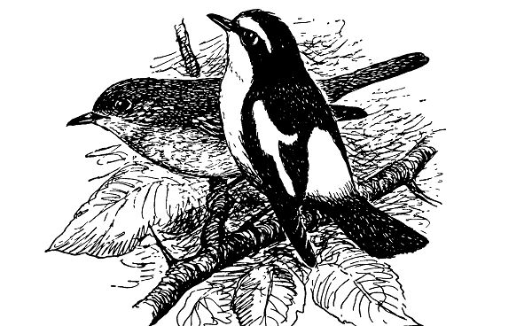 Японская желтоспинная мухоловка