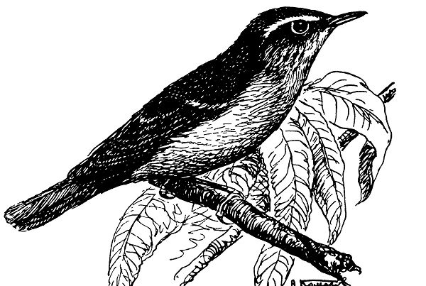 Северная таловка