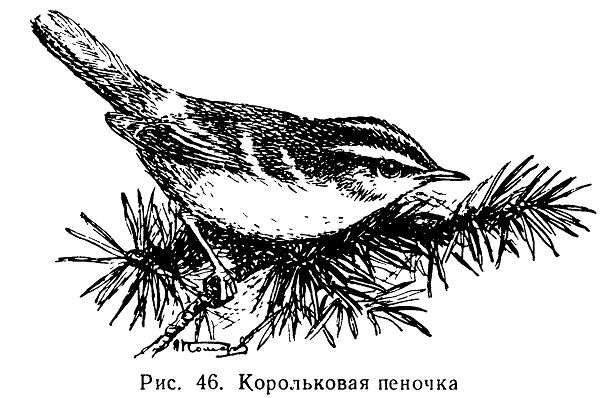 Сибирская корольковая пеночка