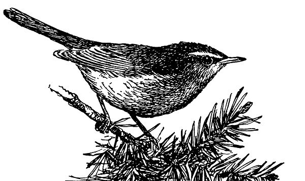 Сибирская бурая пеночка