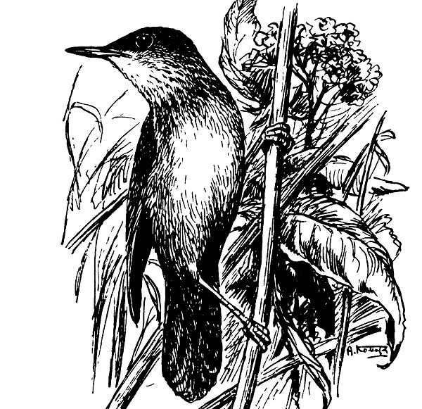 Речной сверчок 